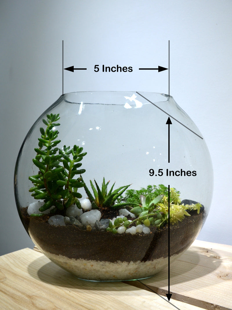 Moon Terrarium