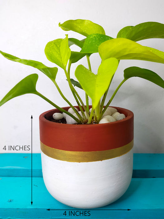money plant pots online Neon Money Plant in 4 inch Gold Banded White Terracotta Pot — Mudfingers