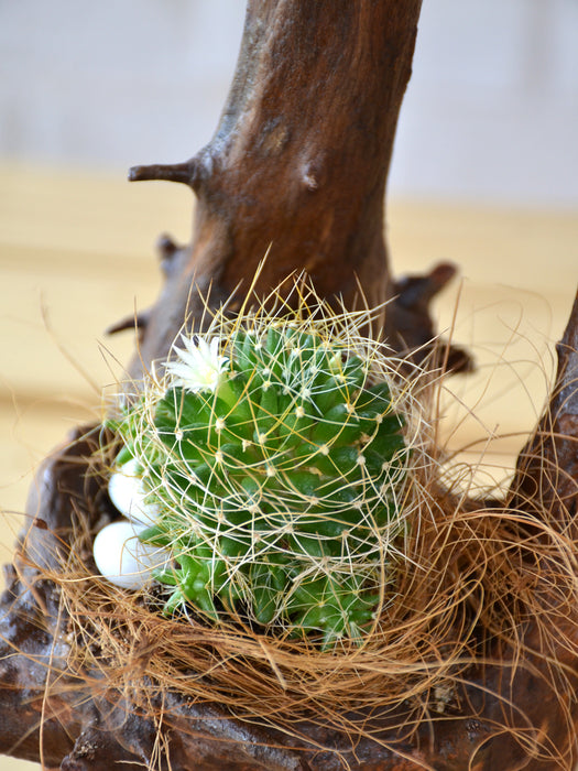 Cactus Nest