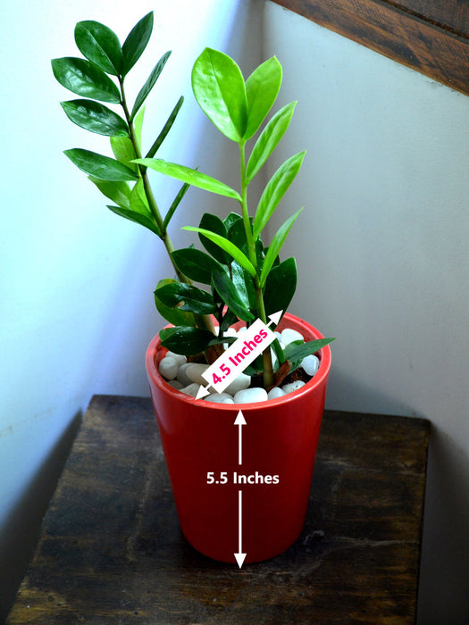 ZZ Plant in Ceramic Pot