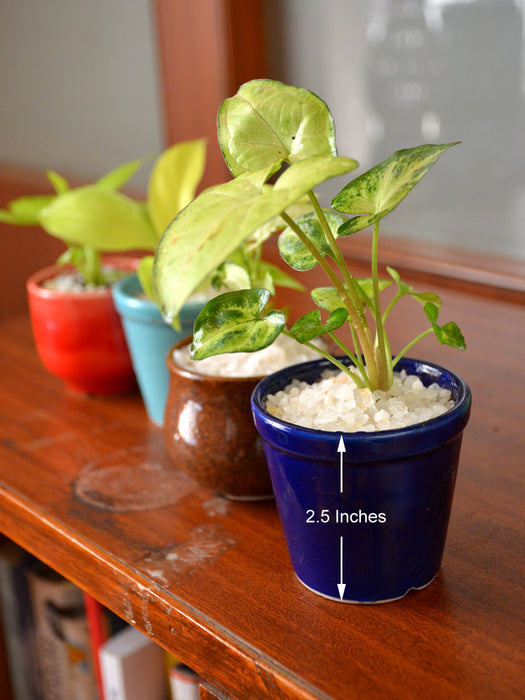 Indoor Plants in Ceramic Pots (Set of 4)