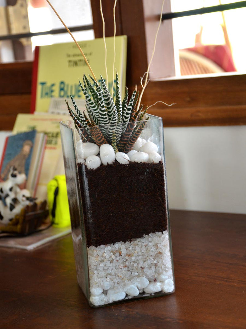 Zebra Succulent Square Terrarium (8 Inches)