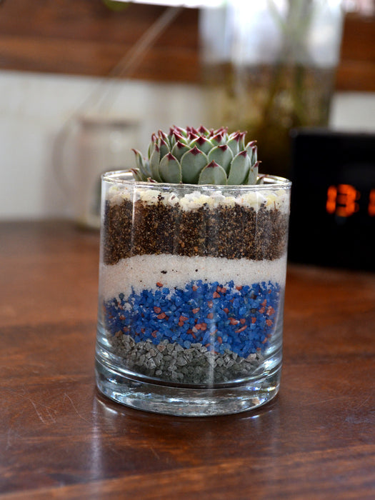 Mini Tiramisu Terrarium