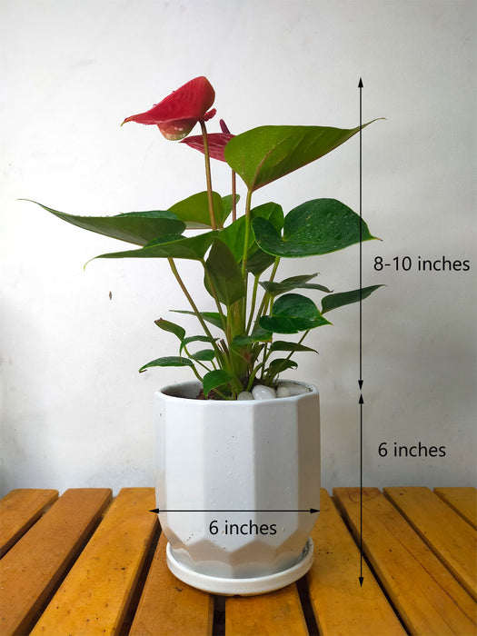 anthurium plant pot size Anthurium in 6 inch Ceramic Pot — Mudfingers