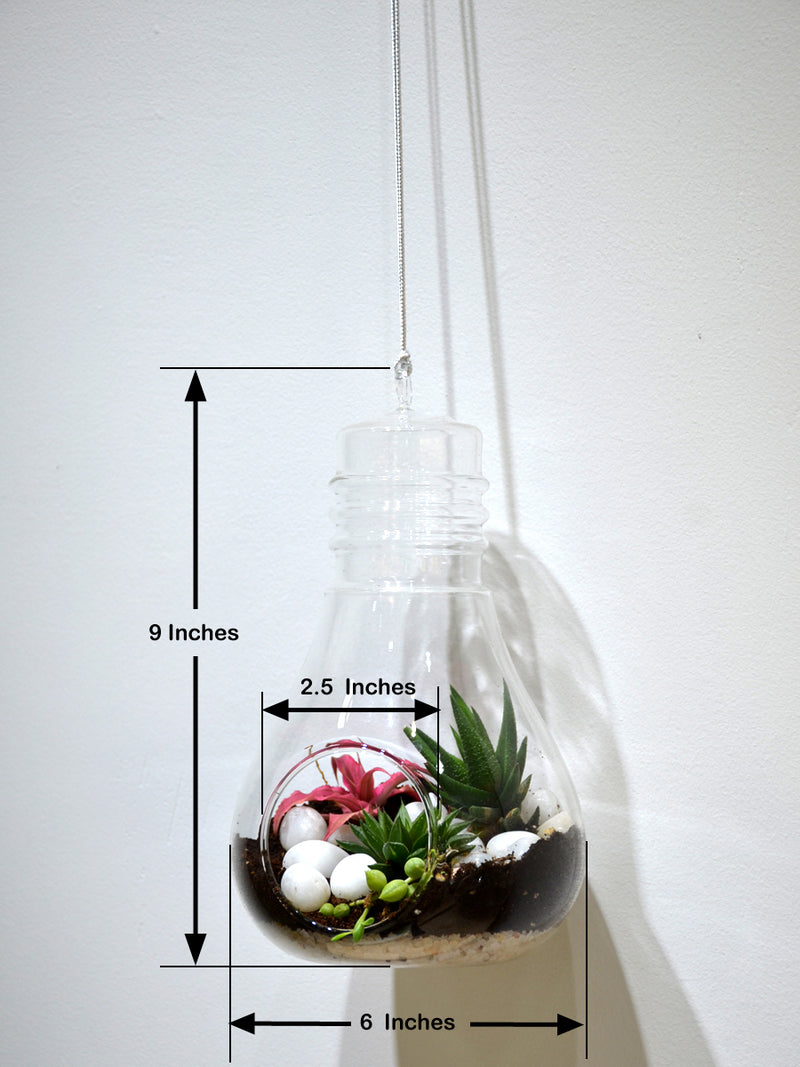 Hanging Bulb Terrarium