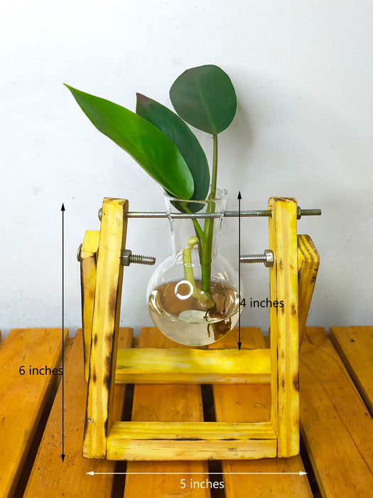 Hydroponic Indoor Plant in Glass Flask Wooden Planter