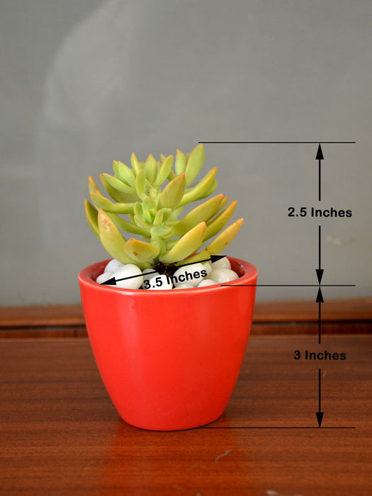 yellow succulent pot Yellow Sedum Succulent in Ceramic Pot — Mudfingers