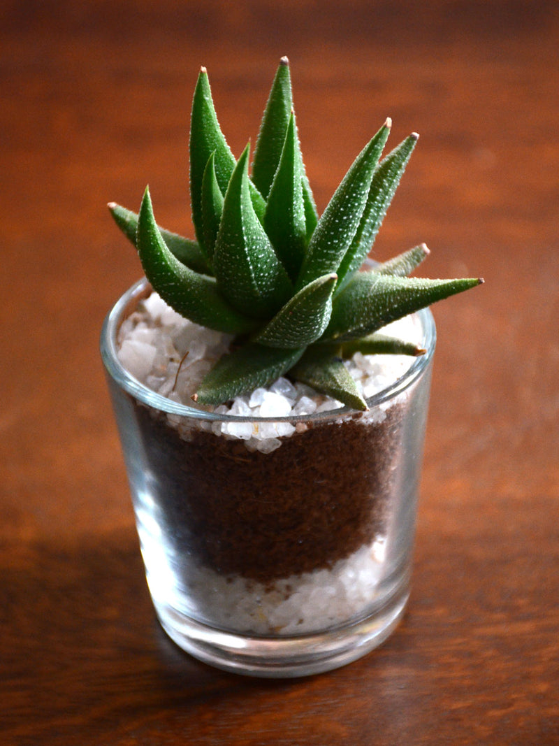 Succulent Shots