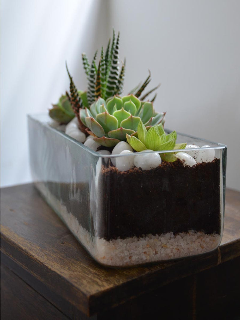 Rectangular Open Terrarium