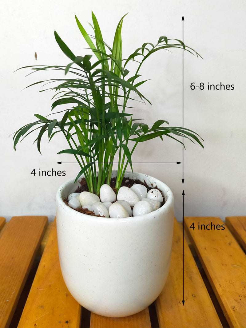 Chamaedorea Palm in 4 inch Ceramic Pot
