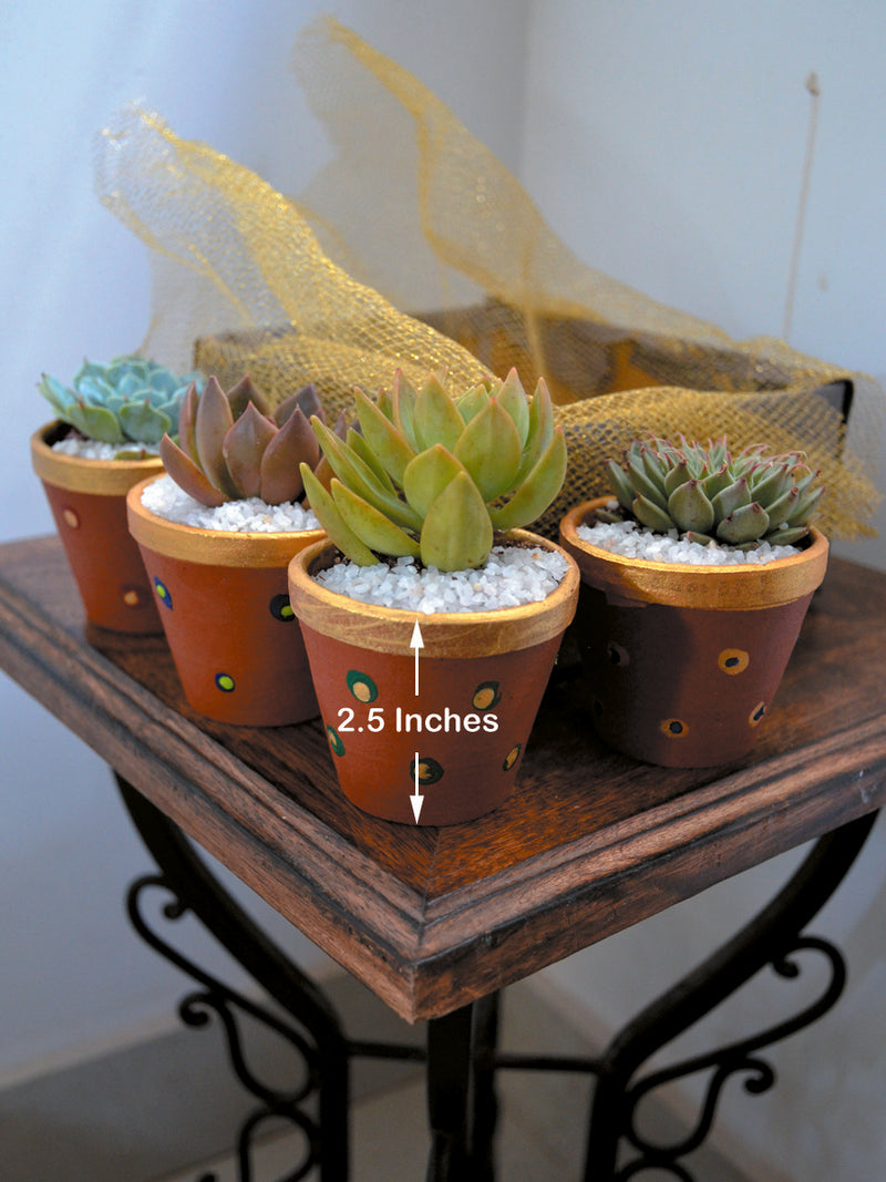 Green Gift Hamper (Set of 4 Succulents)