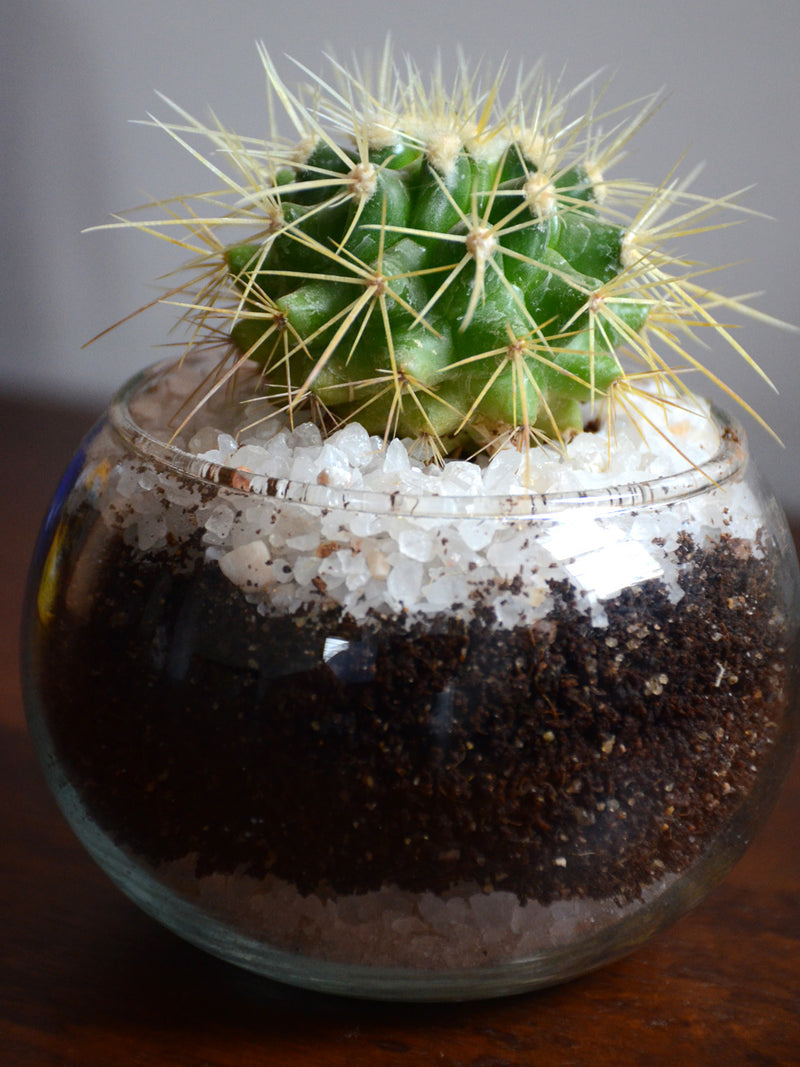 Mini Cactus Spheres