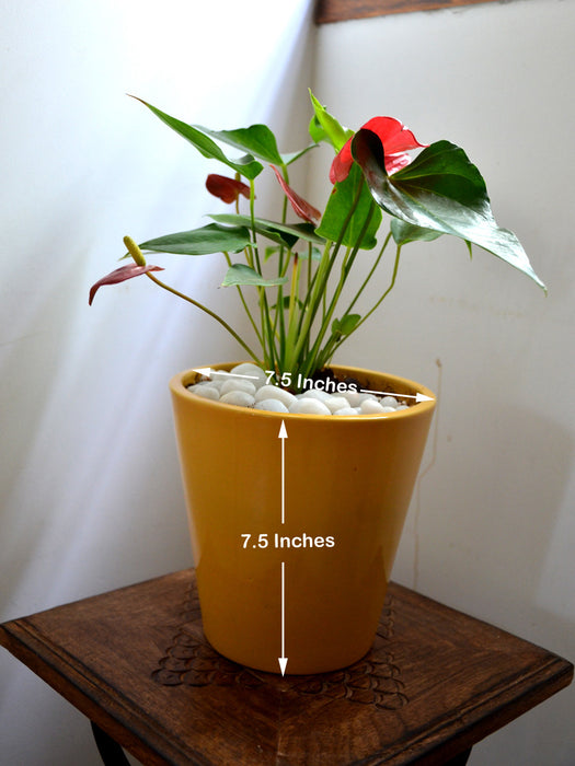 anthurium in cerami Anthurium in Ceramic Pot — Mudfingers