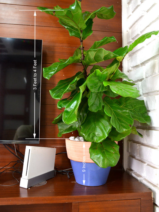 fiddle leaf fig in terracotta pot Fiddle Leaf Fig in Ceramic Pot — Mudfingers