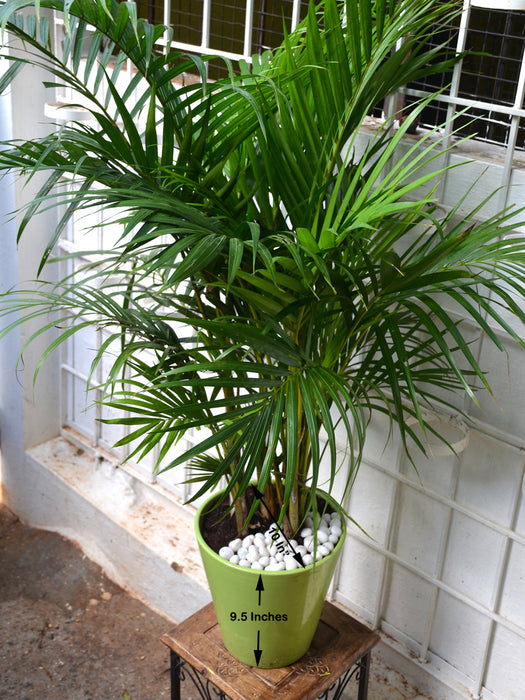 areca palm in white pot Areca Palm in Ceramic Pot — Mudfingers