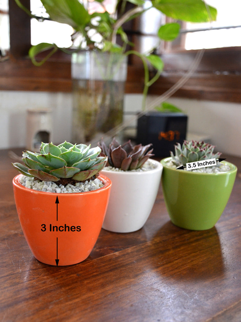 Tricolor Succulents (Set of 3)