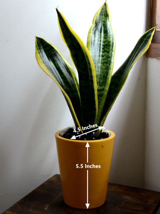 snake gourd plant in pot Snake Plant in Ceramic Pot — Mudfingers
