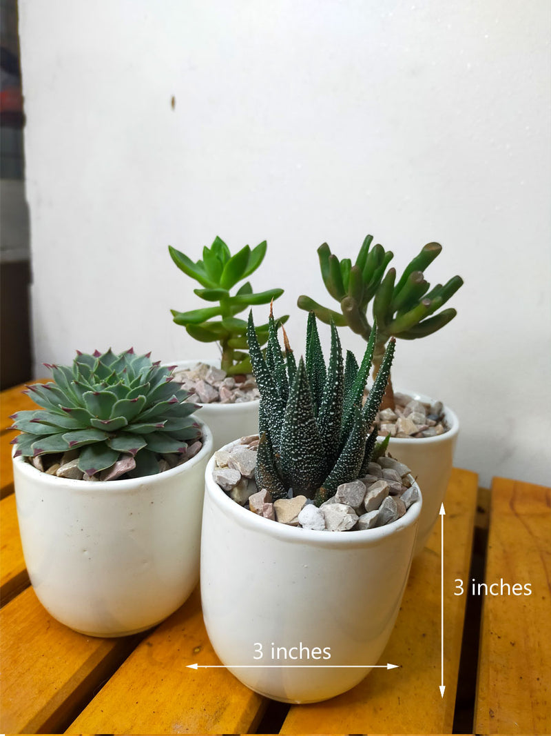 Succulents in White Ceramic Pots (Set of 4)