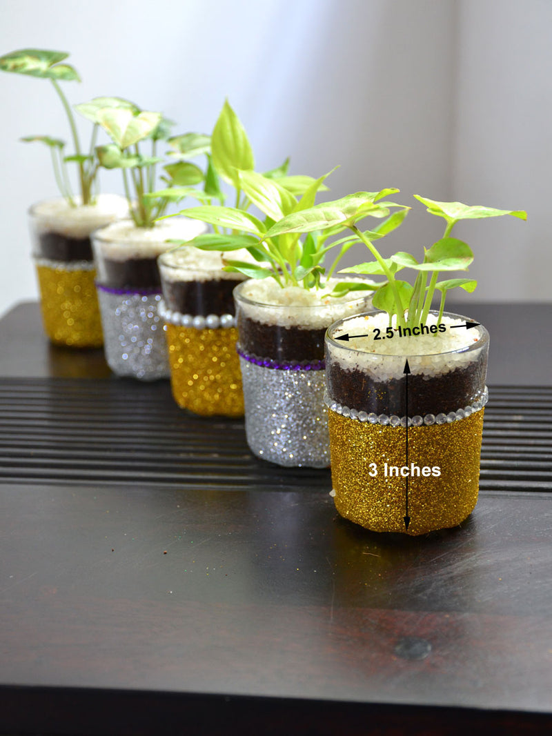 Indoor Plants in Festive Glass Shots (Set of 5)