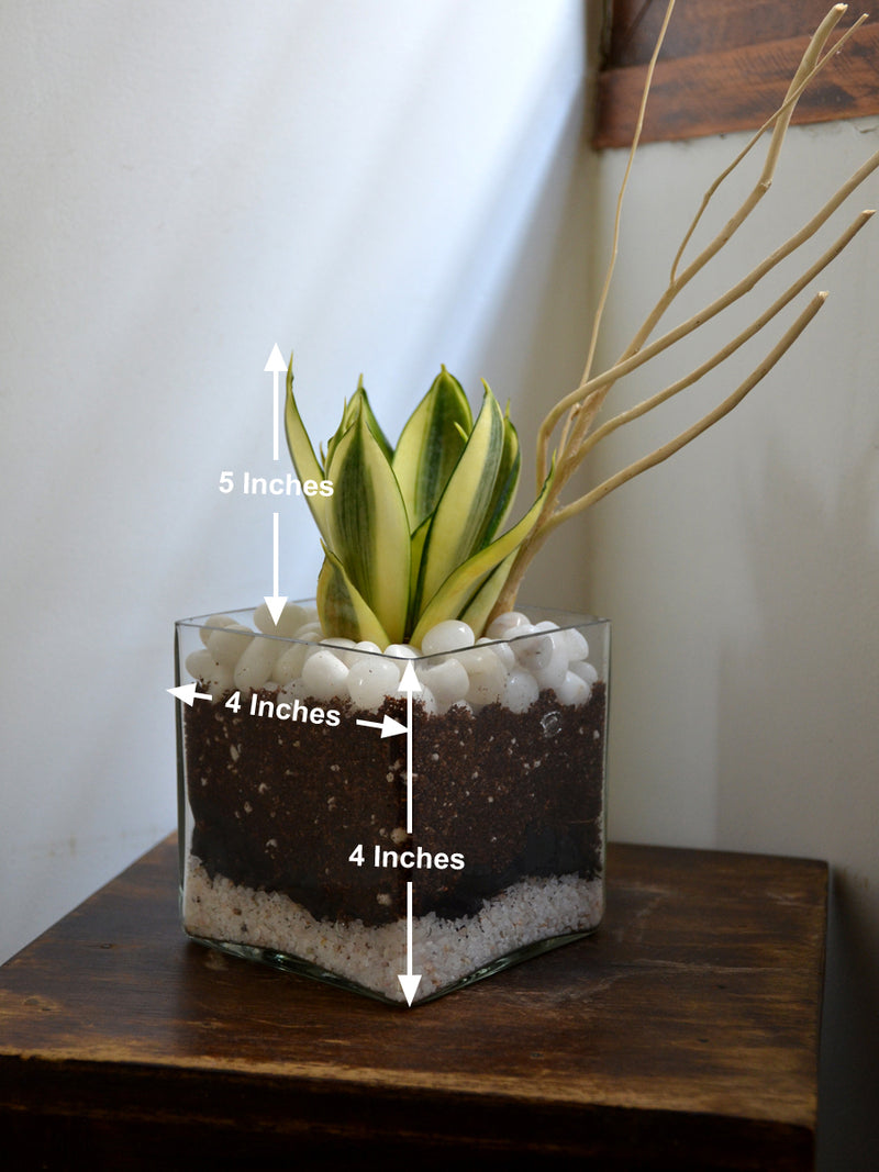 Sansevieria Square Terrarium