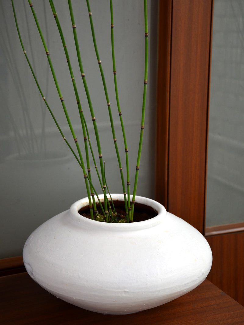 Water Bamboo or Horsetail Fern