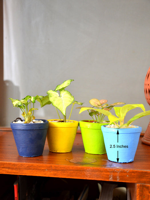 Indoor Plants in Clay Pots (Set of 4)
