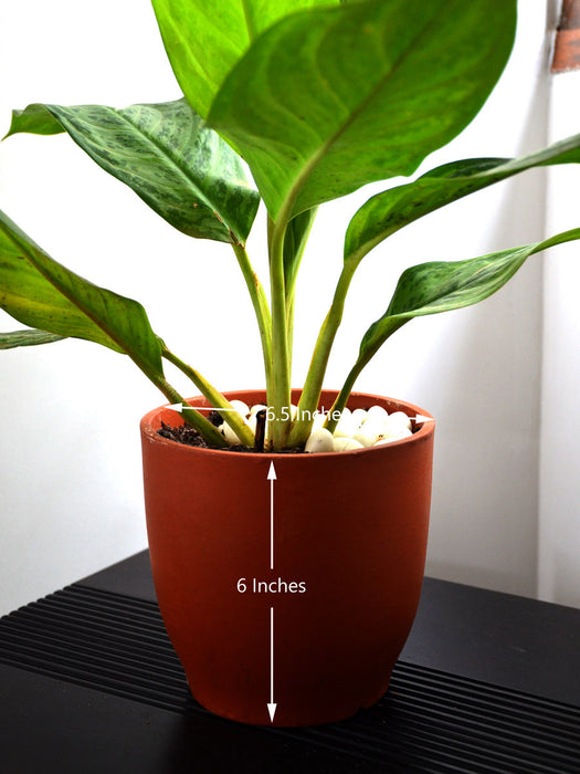 aglaonema malay beauty Aglaonema Malay Beauty — Mudfingers