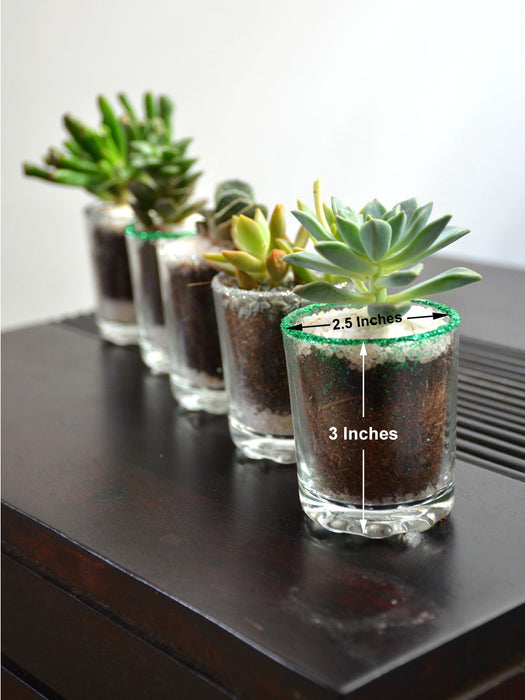 Succulents in Glittering Shot Glass (Pack of 25)