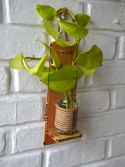 Money Plant in Wooden Wall Planter