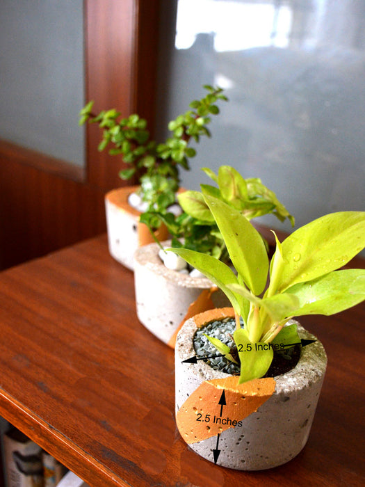 Indoor Plants in Tufa Pots (Set of 3)