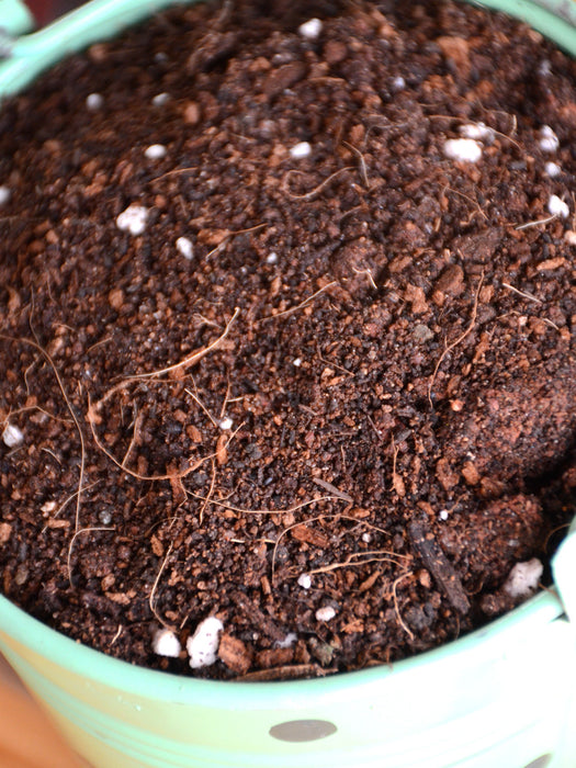 Soil Potting Mix (All Plants)