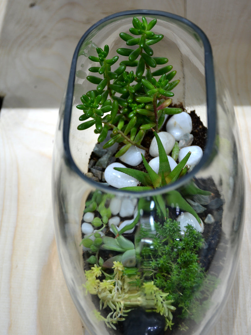 Moon Terrarium