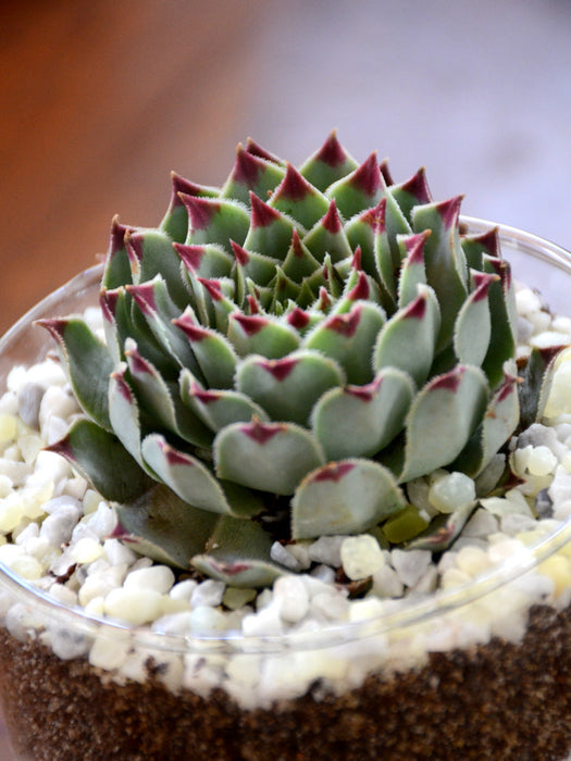 tiramisu succulent Mini Tiramisu Terrarium — Mudfingers