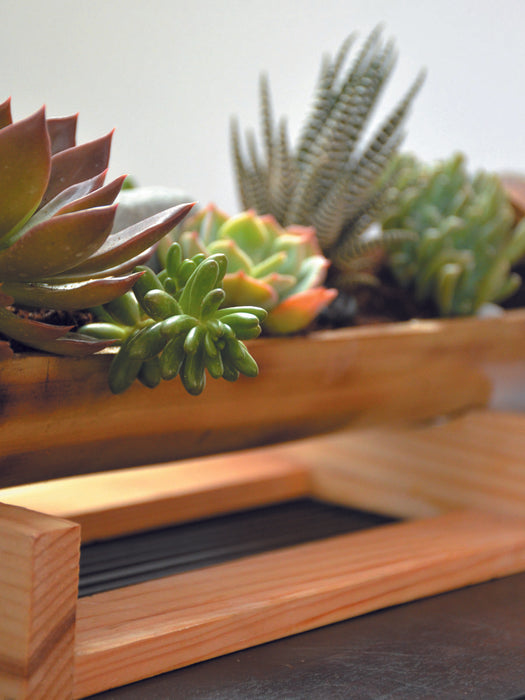 Table Top Bamboo Succulent Platter