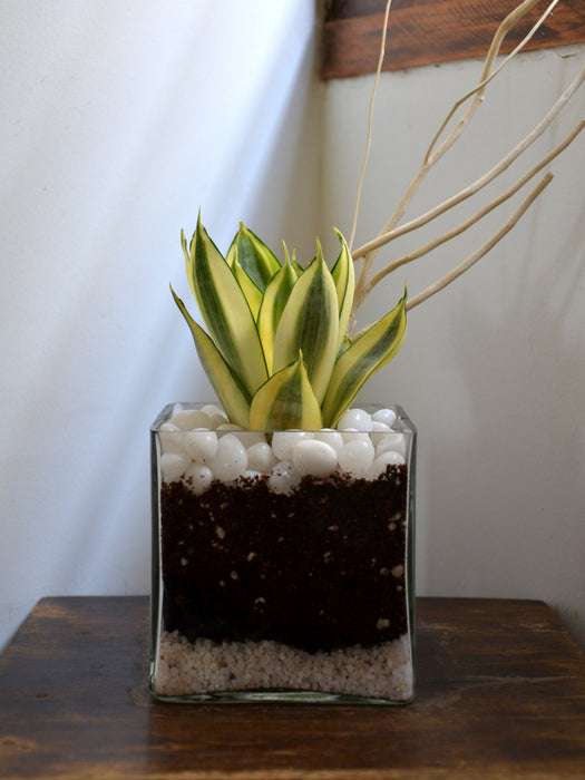 Sansevieria Square Terrarium