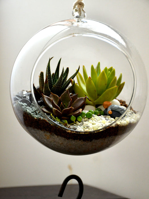 succulent terrarium hanging Hanging Hook Terrarium — Mudfingers