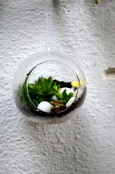 Hanging Orb Succulents