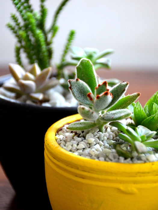succulent combo Succulent Combo in Clay Pots — Mudfingers