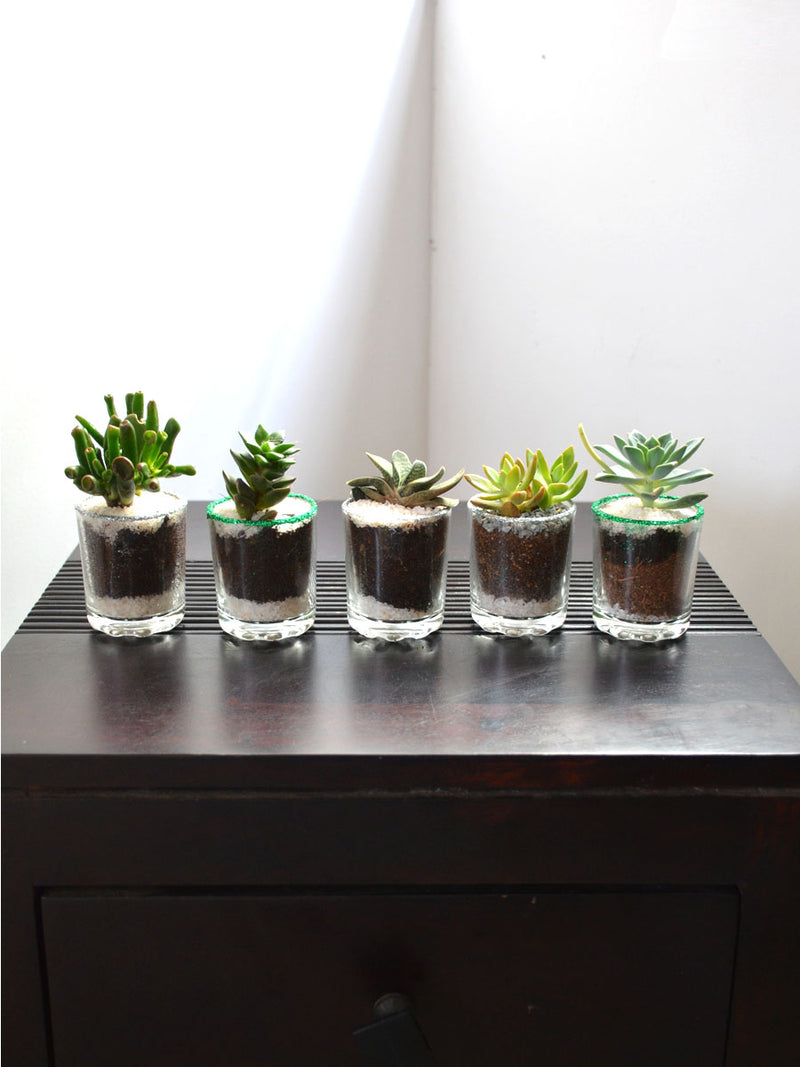 Succulents in Glittering Shot Glass (Pack of 25)