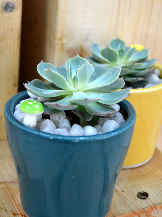 Succulent Combo in Ceramic Pots