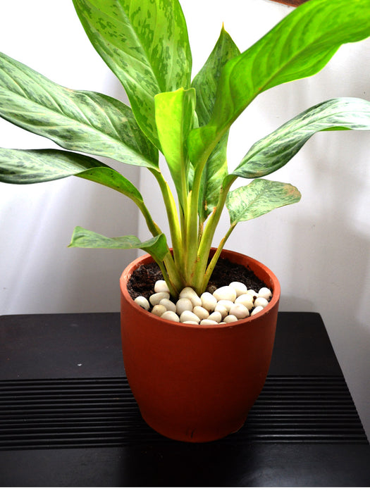 aglaonema commutatum malay beauty Aglaonema Malay Beauty — Mudfingers