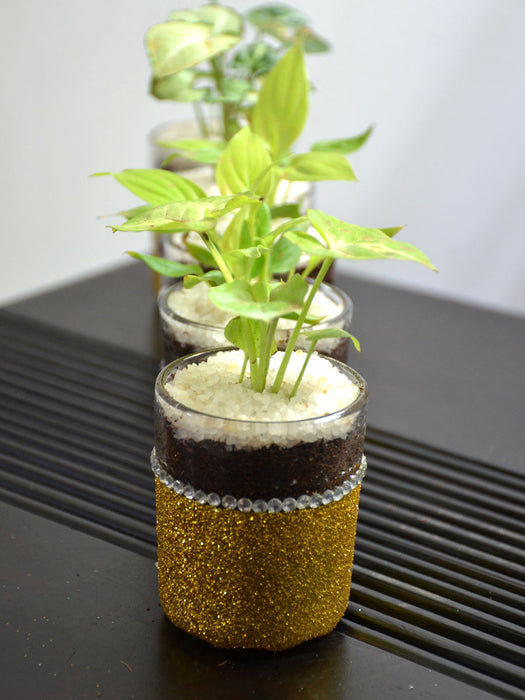 Indoor Plants in Festive Glass Shots (Set of 5)