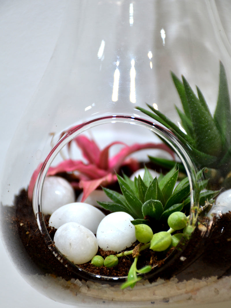 Hanging Bulb Terrarium