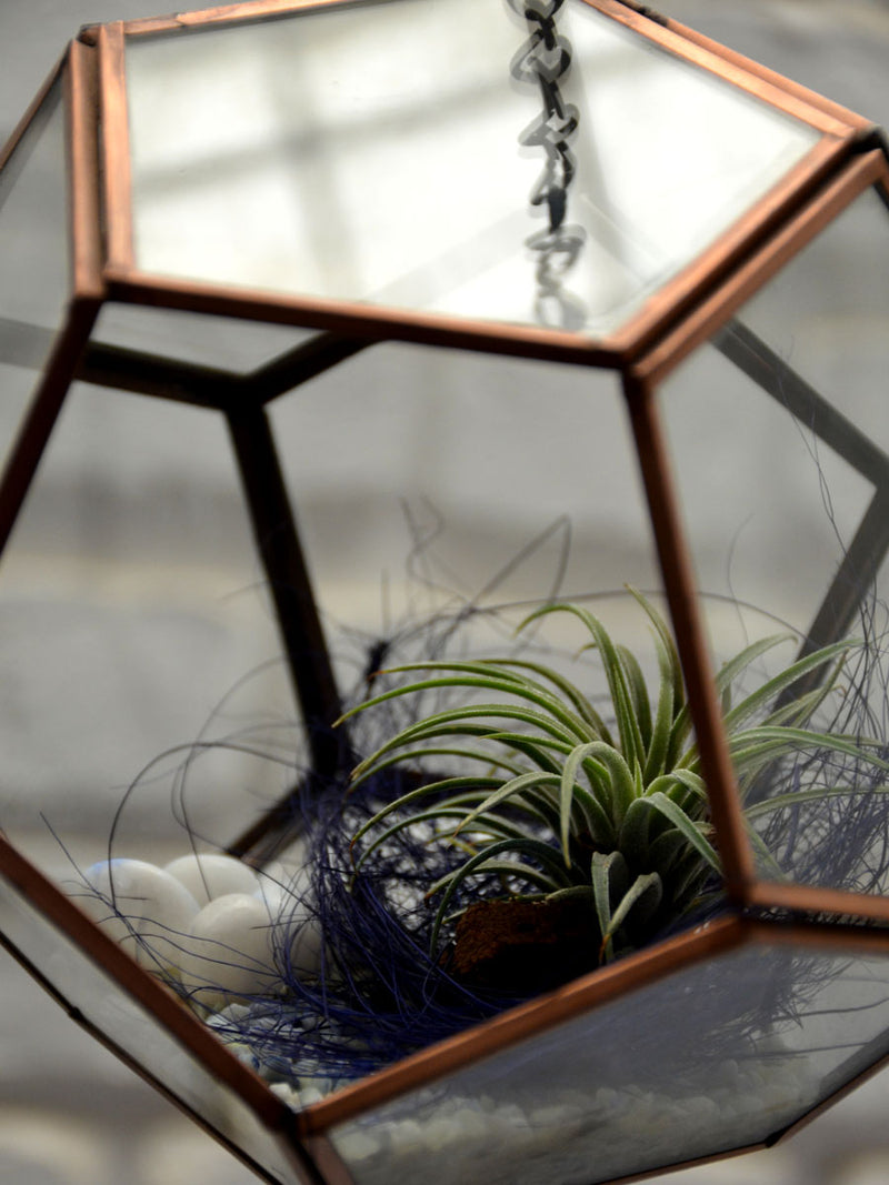 Hanging Pentagonal Air Terrarium
