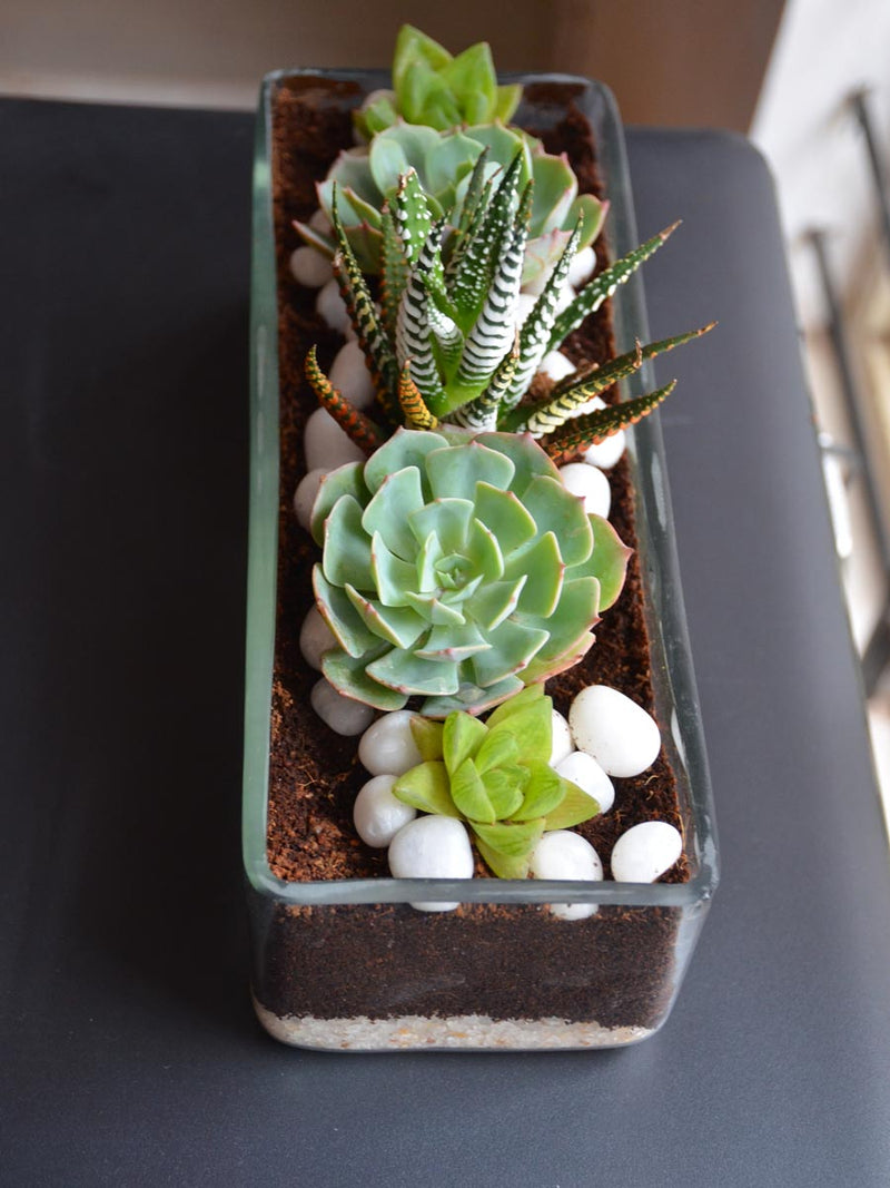 Rectangular Open Terrarium