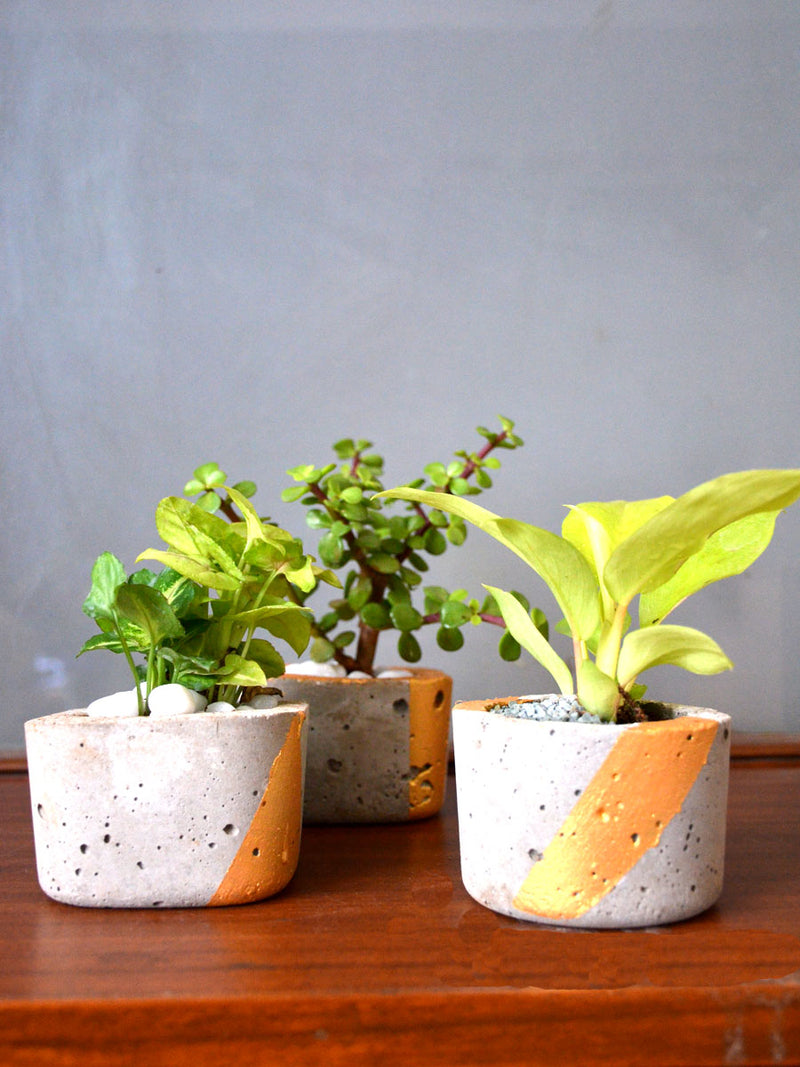 Indoor Plants in Tufa Pots (Set of 3)