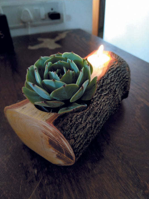 Wooden Log, Succulent & Diya
