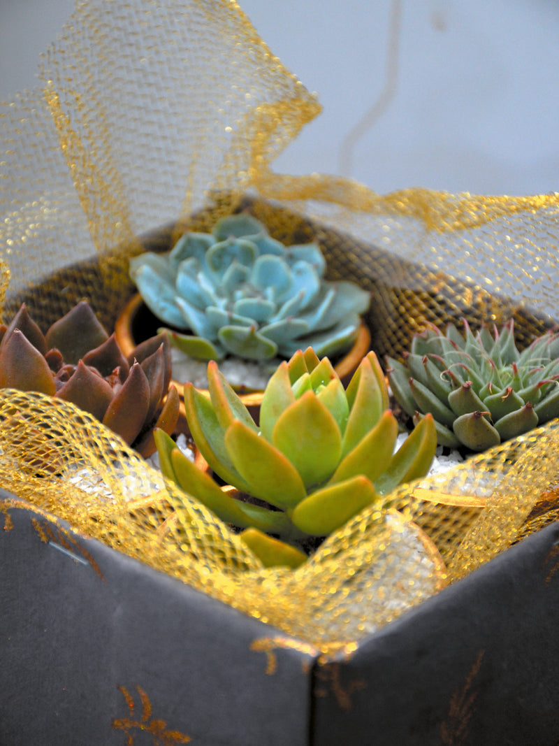 Green Gift Hamper (Set of 4 Succulents)