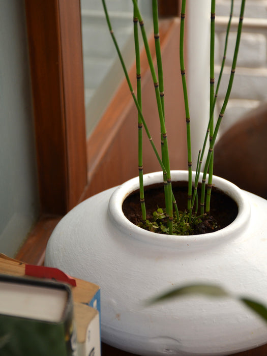 Water Bamboo or Horsetail Fern
