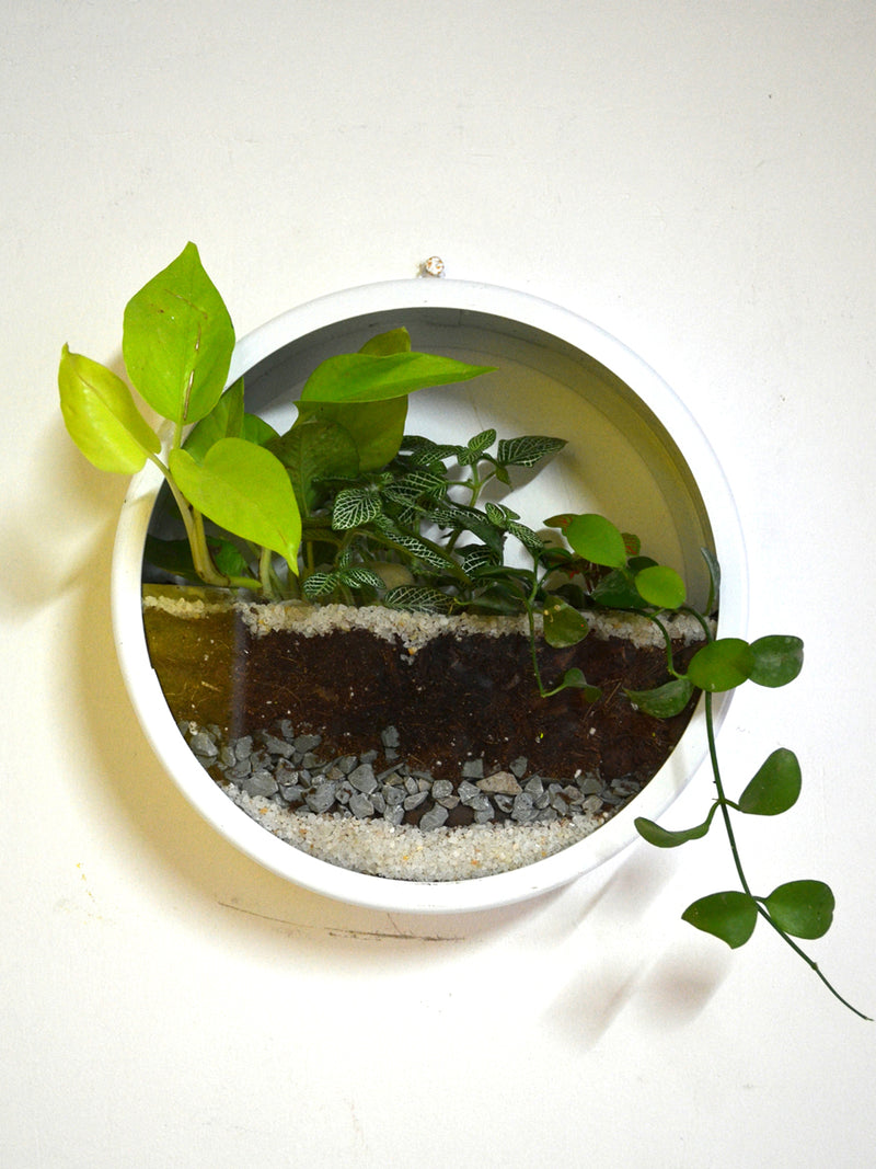 Round Wall Terrarium